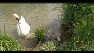 West Ashling Duck Pond, A relaxing walk around the beautiful village of West Ashling 4k