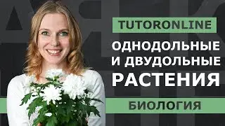 Биология | Однодольные и двудольные растения