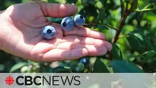 B.C.’s blueberry crop threatened by scorch virus