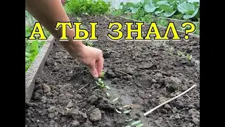 ЭТО нужно делать на огороде в ИЮНЕ🔥🔥🔥