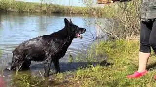 Прогулка с Гросс Эрфольг Рапунцель / Walking and swimming with dogs