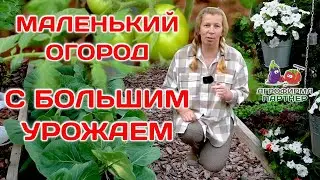 Какой же он - огород, выращенный из семян "Агрофирмы Партнер" | #дача #огород