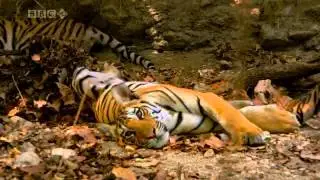 Tiger Spy in the Jungle Ep 3 720p 14 8 23 2011