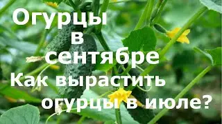 Огурцы в СЕНЯБРЕ!!! Как вырастить поздние огурцы? Выращивание огурцов в июле!