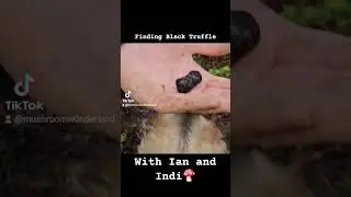 Oregon Black Truffle Hunting with Ian and Indi of 