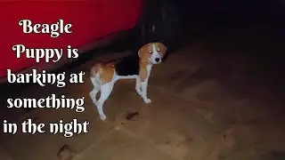 Beagle Puppy Barking at Night - Beagle Dog Barking Video 