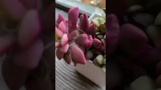 Суккуленты виды: Анакомпсерос Санрайз #суккуленты #succulent #цветы #растениядома #music