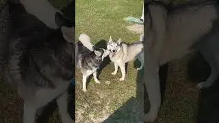 Siberian Husky Stops & Hugs An Enemy In Battle!!!