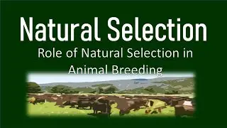 Natural Selection | Role of Natural Selection in Animal Breeding