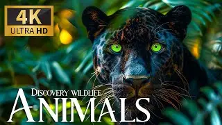 Discovery Wildlife Animals Relaxation Movie 4K 🐾 Peaceful Smooth Music 4K Ultra HD