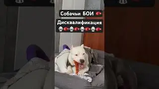 СОБАЧЬИ БОИ 🥊🔥🥋 