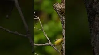 Lesser GoldFinch.  Nikon Z9 120FPS 400mm f/2.8 TC