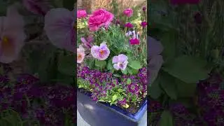 Pretty Pink Spring Container with Ranunculus & Pansy 🌸🌺 #springplanting #ranunculus #containergarden