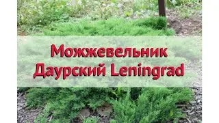 Можжевельник даурский 🌿 Обзор: посадка и уход. саженцы можжевельника : описание и особенности