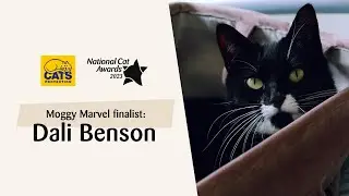 Dali Benson | National Cat Awards 2023: Moggy Marvel finalist