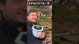 КЕРАМИЧЕСКИЕ ГОРШКИ ПРЕМИУМ КЛАССА ДЛЯ КАКТУСОВ И СУККУЛЕНТОВ