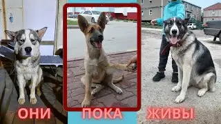 Бездомная Тома спасти нельзя бросить