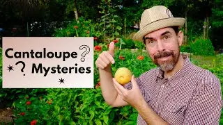 WHEN ARE CANTALOUPE RIPE? SECRETS FOR GROWING THE BEST.