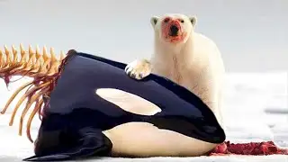 When an Orca Meets a Hungry Polar Bear