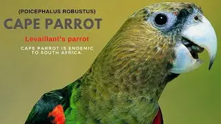 Pair of Cape parrot (Poicephalus robustus) / Pair of Levaillant's parrot / Parrot of the World