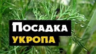 Как вырастить укроп дома - простой способ посадки укропа на подоконнике