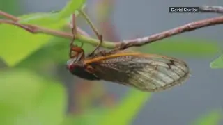 Facts about cicadas