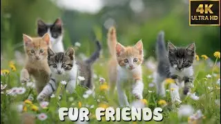 FUR FRIENDS 🐈 8 Hours CUTE ANIMALS RELAXATION FILMS 4K(60FPS) with Piano Music to Reduce Stress