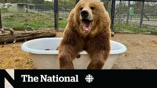 #TheMoment these grizzly bears lounged in a clawfoot bathtub