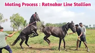 Horse Bhairav | Masal Farm Katewadi Baramati