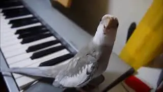Попугай свистит под музыку.