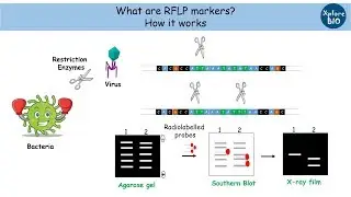 RFLP marker