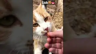 Cute Cat Licking My Finger 😻🔊👅 Satisfying 