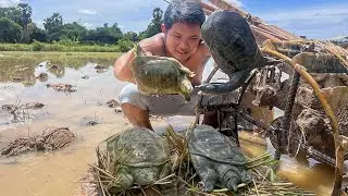 Wow! Catching Turtles In Paddy Rice and Fried Turtles Eating Delicious