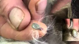 Pulling a Tick Off a cat