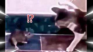 Funny Cats Memes #6 🐾😹