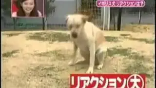 Funny Japanese Show   Dog Prank