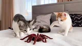 Funny Kittens Reaction to Spider!