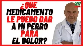 🔴  Que MEDICAMENTO Antiinflamatorio le puedo dar ami PERRO para el DOLOR 🔴 Muscular, de Pata etc..