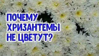 Why don't chrysanthemums bloom? What you need to know about chrysanthemums?