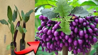 How to grow eggplant quickly get more fruit100%