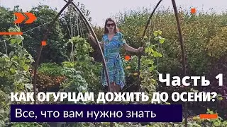 Как огурцам дожить до осени? Часть 1.