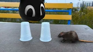 Cartoon Cat met a mouse In Real Life! (animation)