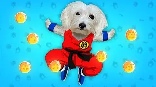 MI PERRO ES SON GOKU DE DRAGON BALL EN LA VIDA REAL !!