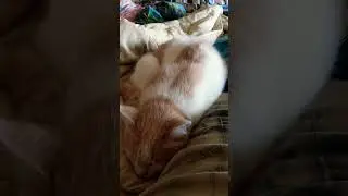 Любовь кота.