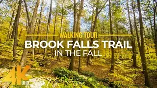 Relaxing Beauty of an Autumn Forest in 4K UHD - Fall Foliage in Connecticut - Fall Brook Falls Trail