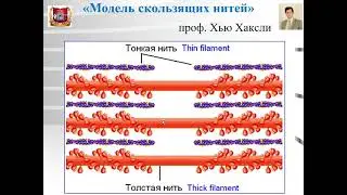 Лекция №6 :  Мышечные ткани -1.  Скелетная мышечная ткань. Скелетная мышца. Гистология.