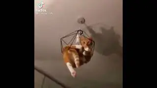 Кот попал в неловкую ситуацию