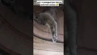 жиза 🤣 