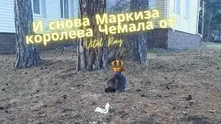 Маркиза королева Чемала, продолжение ...