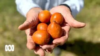 What is achacha and why do we have such a large plantation in Australia? 🍊 | ABC Australia